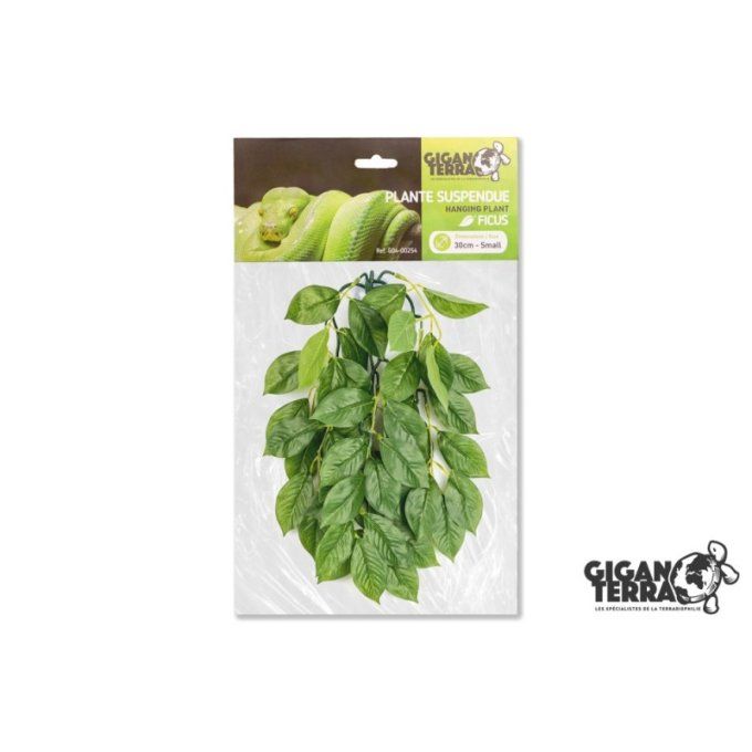 Plante suspendue Ficus 30 cm 