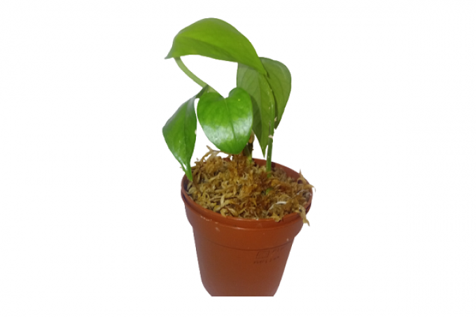  Scindapsus Aureum + Pothos golden