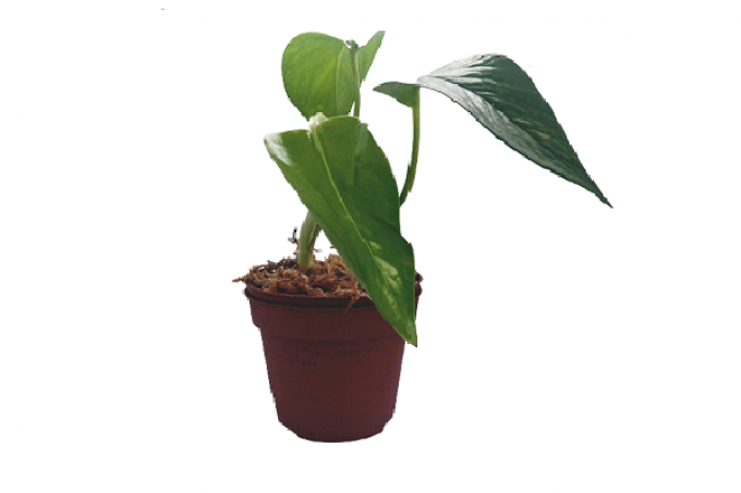  Scindapsus Aureum + Pothos golden