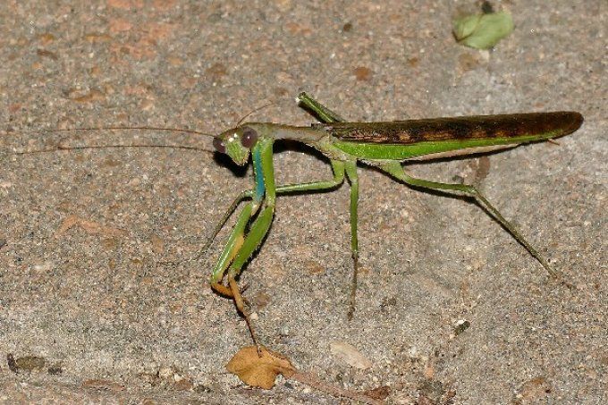 Polyspilota cf.aeruginosa L3