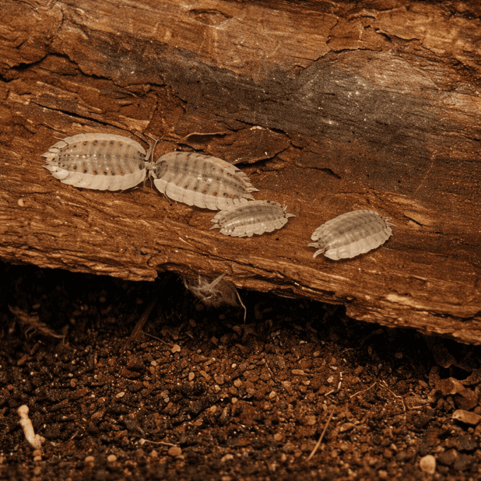 Porcellio spatulatus Coros