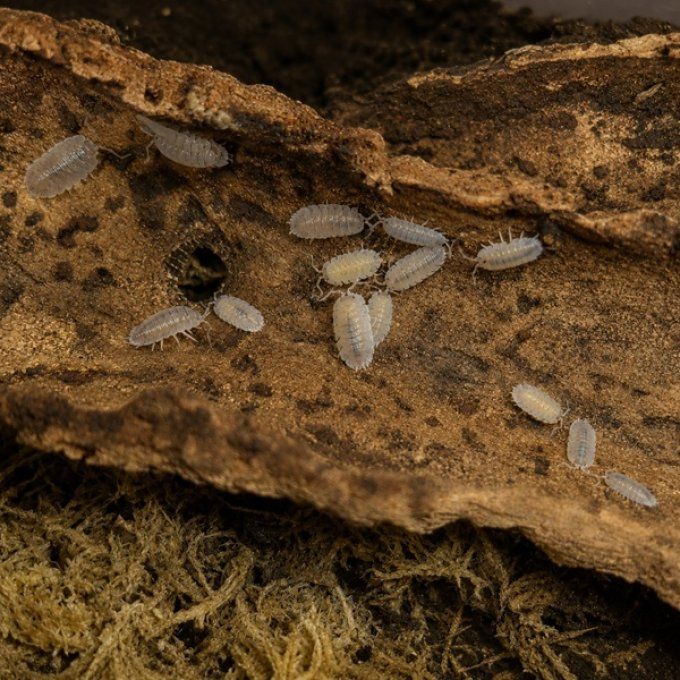 Porcellio baeticensis