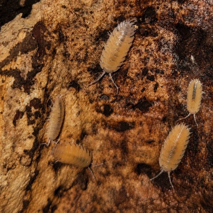 Porcellio baeticensis Orange