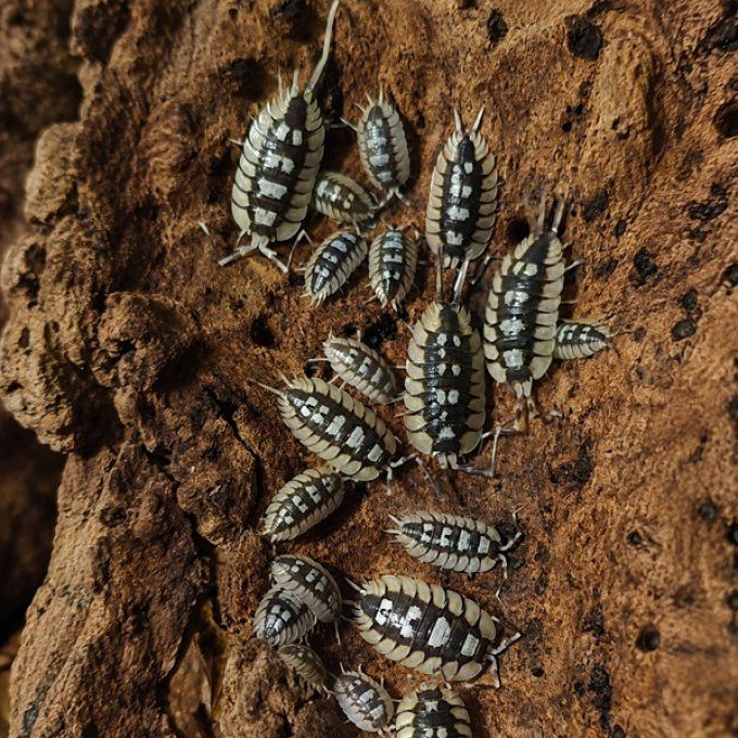 Porcellio expansus "La Senia"