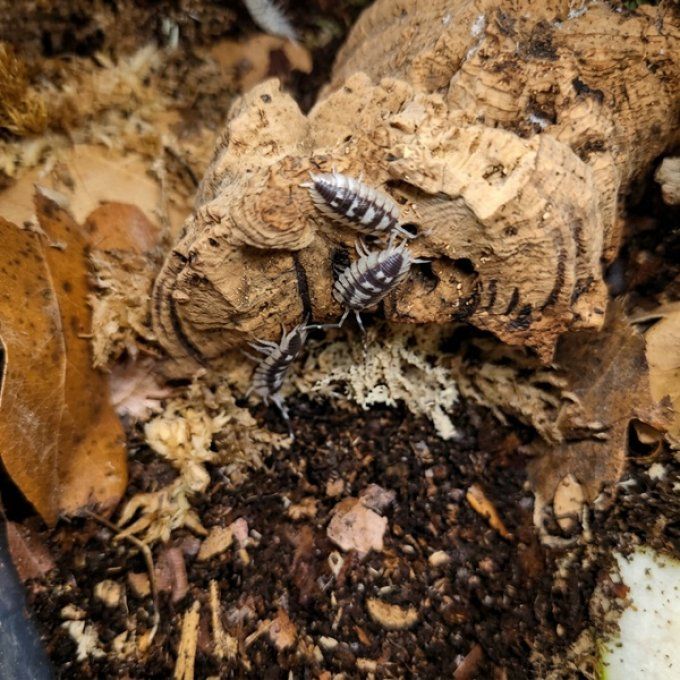 Porcellio expansus White
