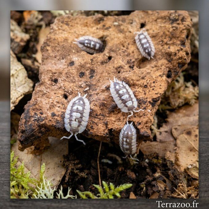 Porcellio expansus White