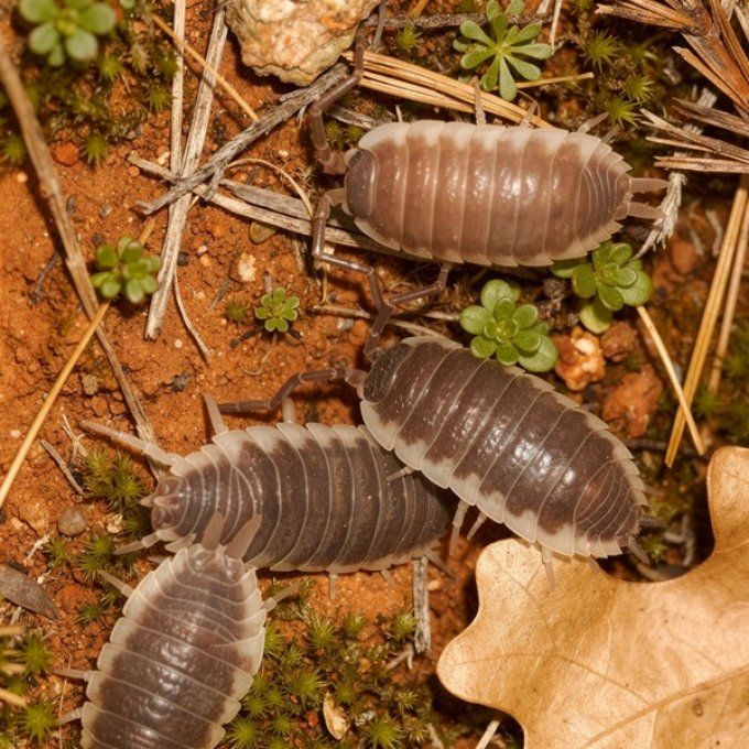 porcellio hoffmannseggi