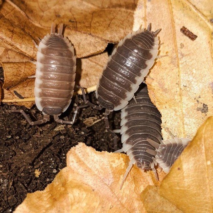 porcellio hoffmannseggi