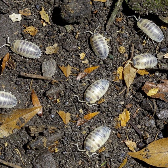 Porcellio laevis  Morph