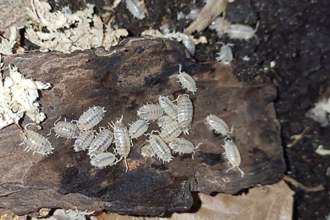 Porcellio laevis  Morph