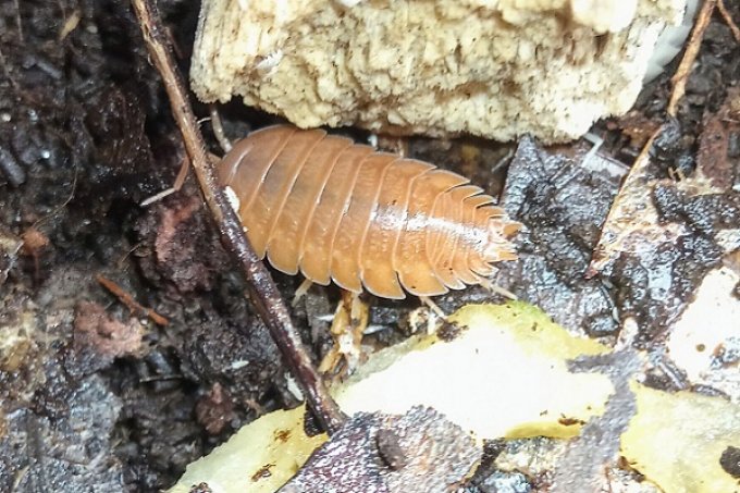 Porcellio laevis  Morph