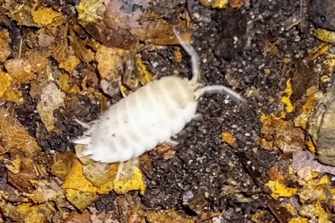 Porcellio laevis  Morph