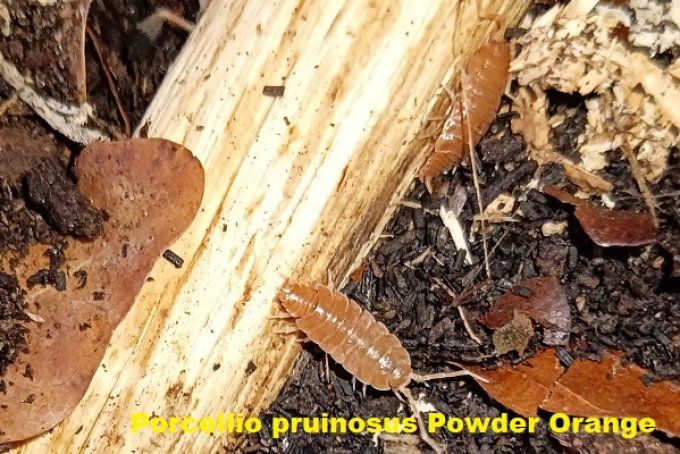 Porcellionides  pruinosus Orange