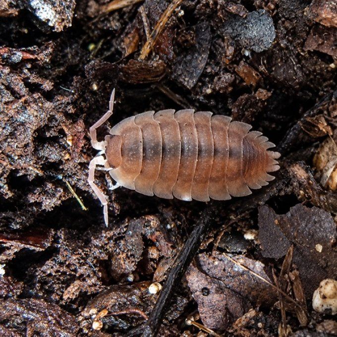 Porcellio scaber Ghost
