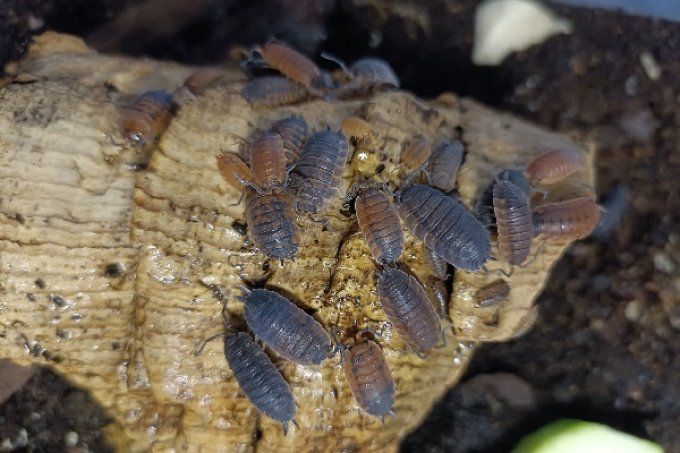 Porcellio scaber lava