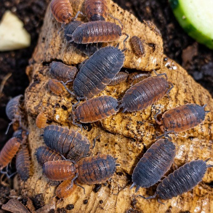 Porcellio scaber lava