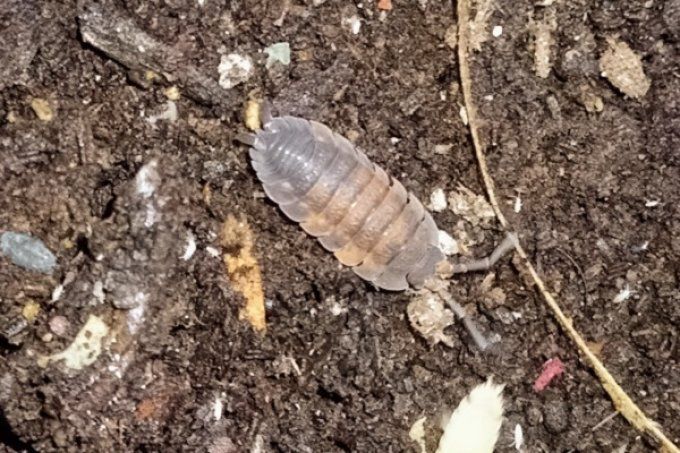 Porcellio scaber lava