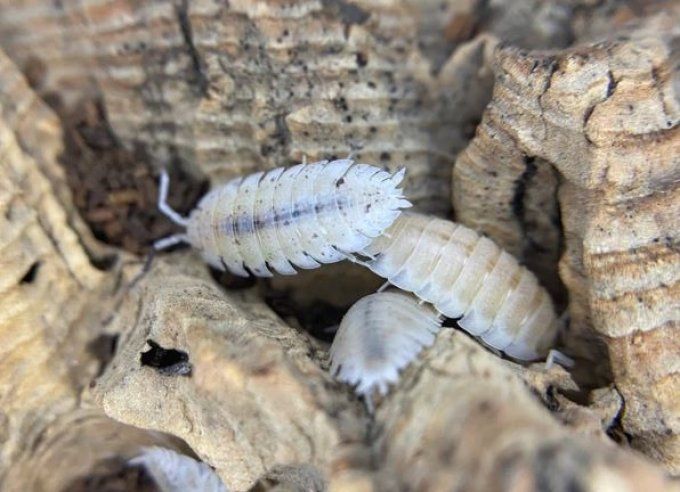 Porcellio scaber White Out