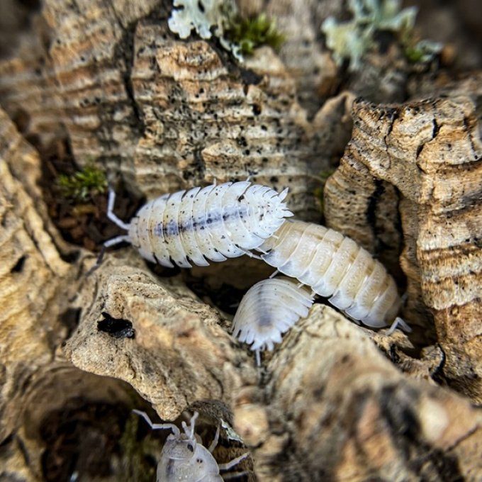 Porcellio scaber White Out