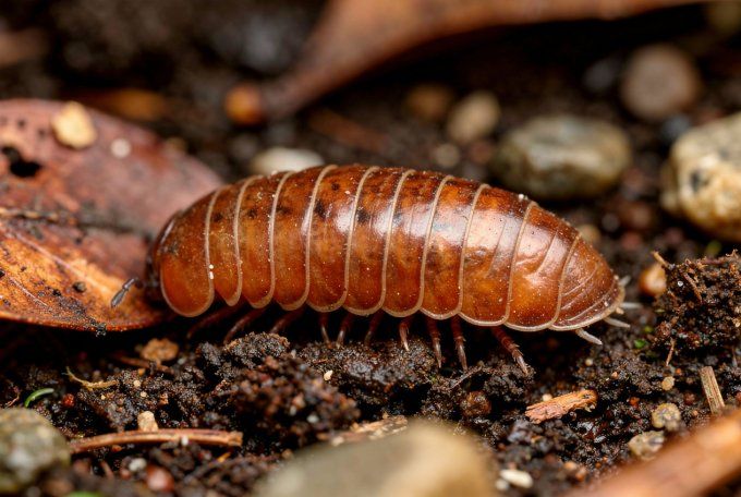 Protoglomeris vasconia