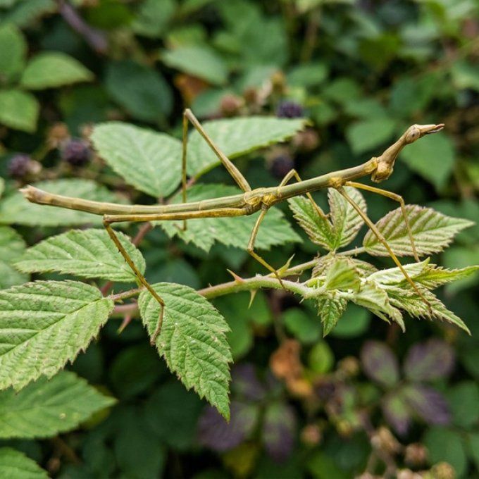 Pseudoproscopia latirostris