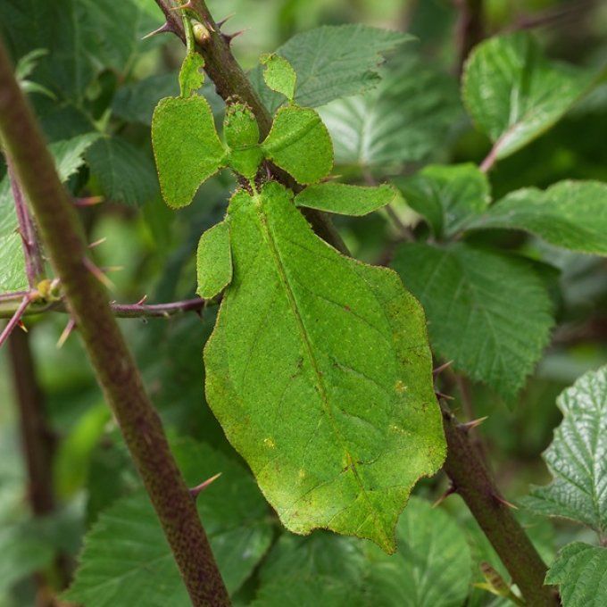Pulchriphyllium giganteum 