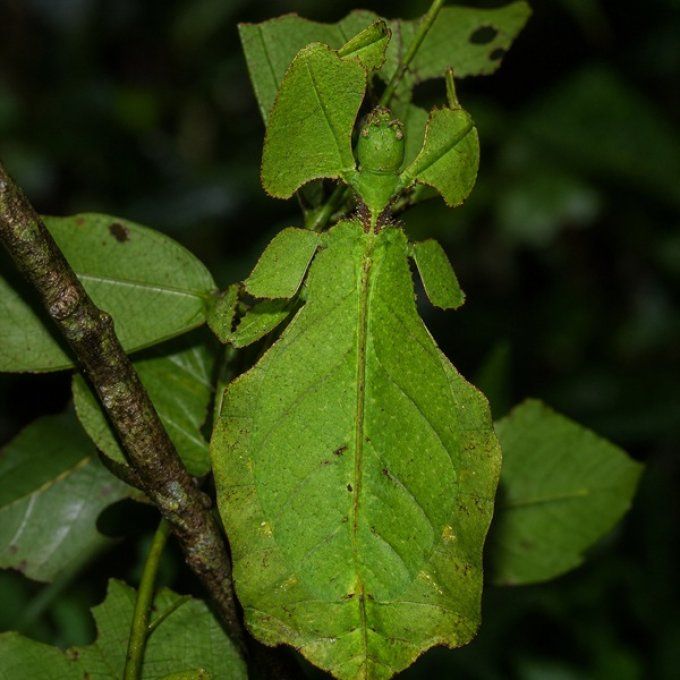 Pulchriphyllium giganteum 