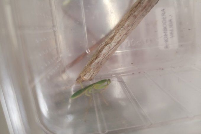 Rhombodera valida L3/L4