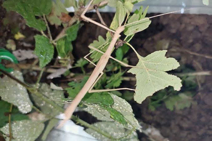 Sipyloidea sipylus