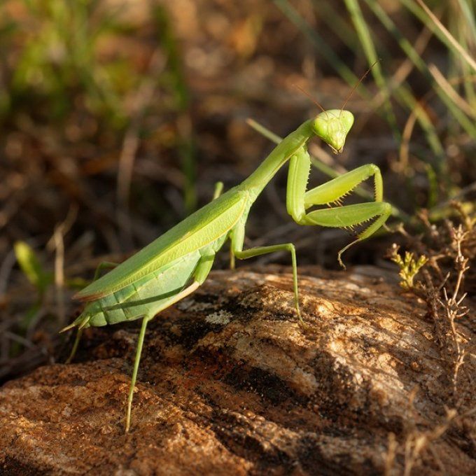 Sphrodomantis aurea 