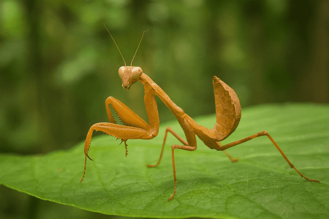 Sphrodomantis lineola L4/L5