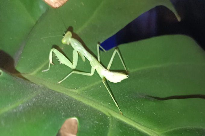 Sphrodomantis aurea  L2/L3