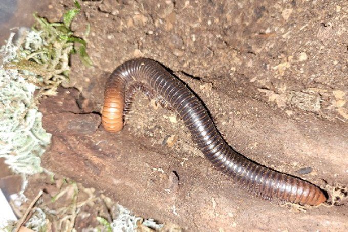 Spirostreptus servatius,