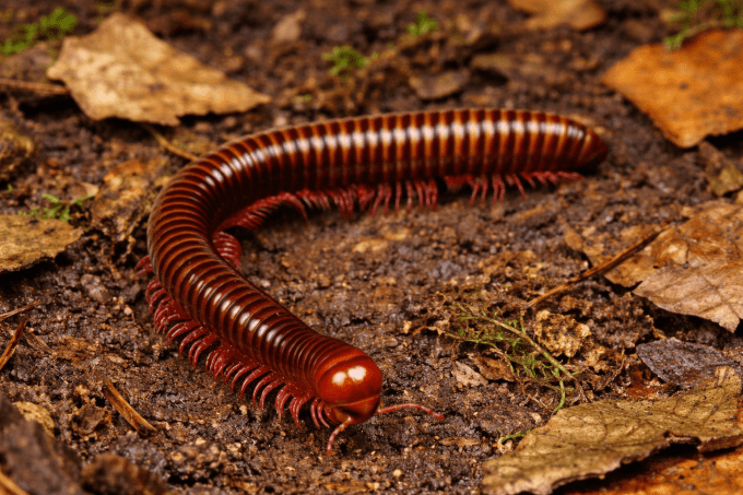 Spirostreptus sp. (Togo)