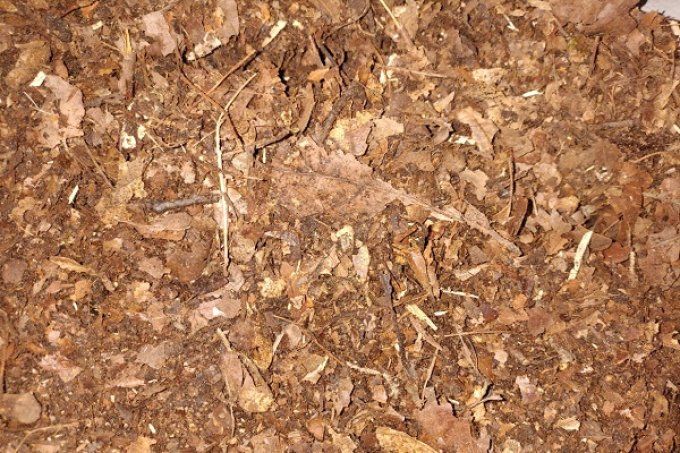 Substrat isopode, iules, cétoines