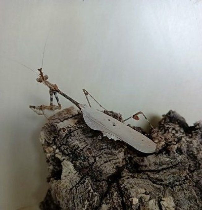 Sibylla pretiosa L2