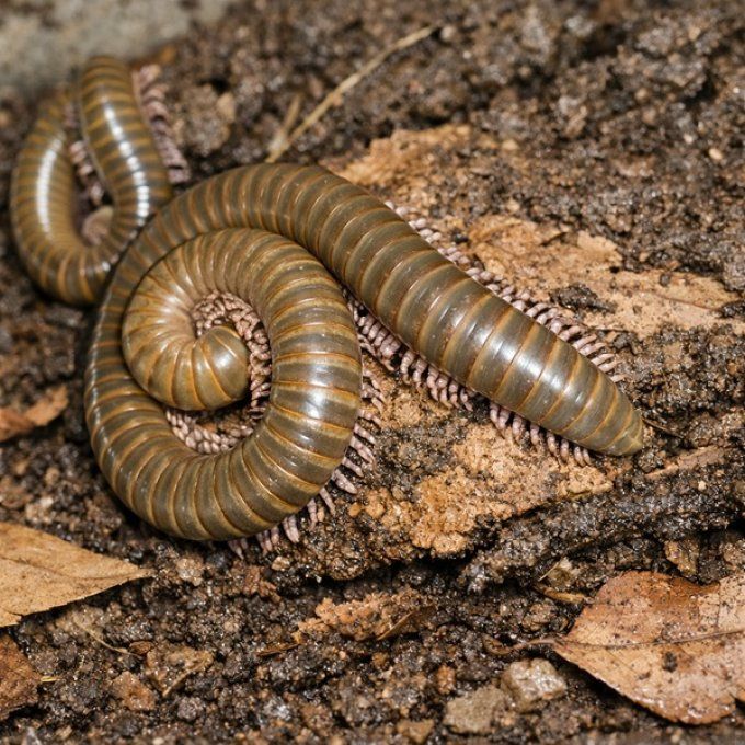 Telodeinopus aoutii