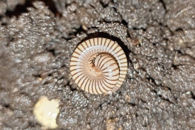 spirobolus  caudulanus 