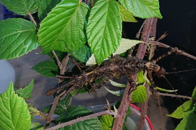 Trachyaretaon sp "Negros"  