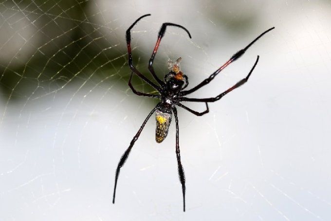Trichonephila inaurata L3/L4