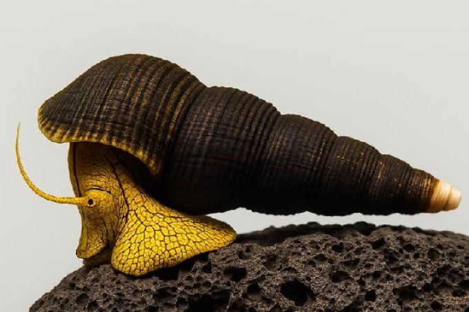 Tylomelania sp