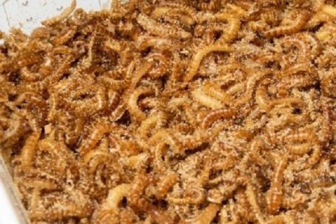 Vers Buffalo 50g