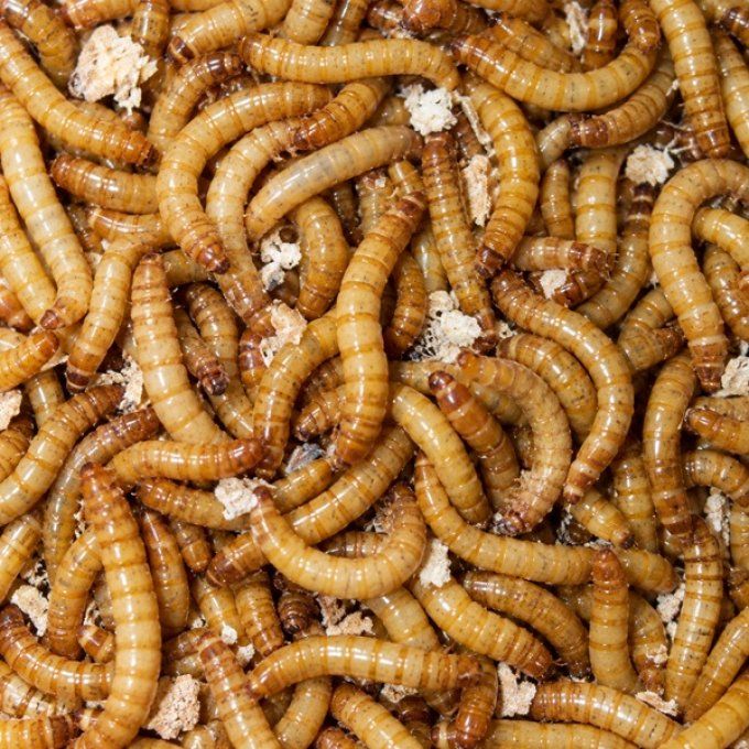 Vers de farine 100g ou 1kg