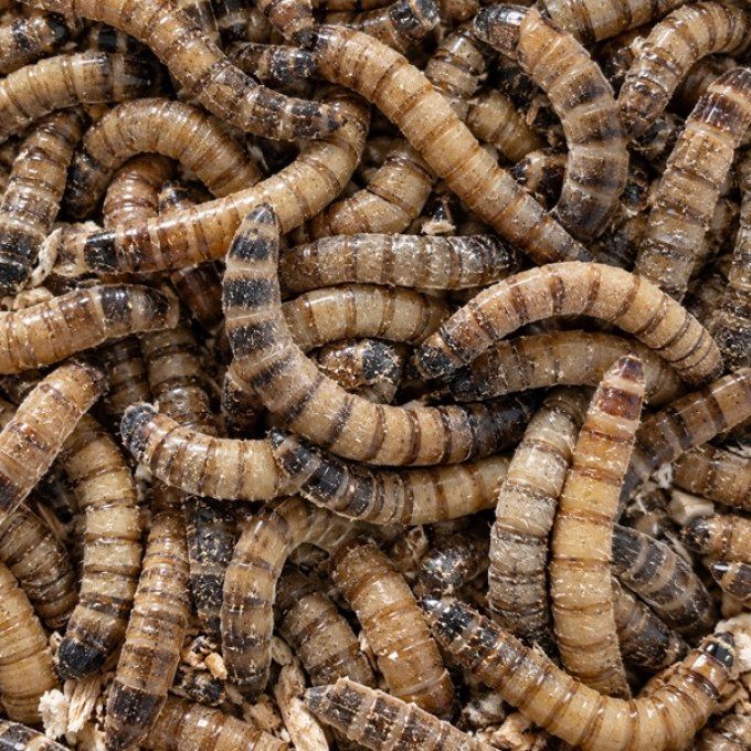 Vers morios 50g