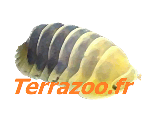 terrazoo.fr