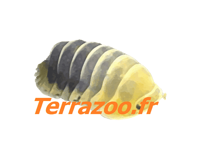 Bruches du Haricot - Acanthoscelides obtectus - Terrazoo