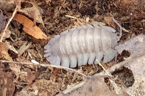 armadillidium perraccae