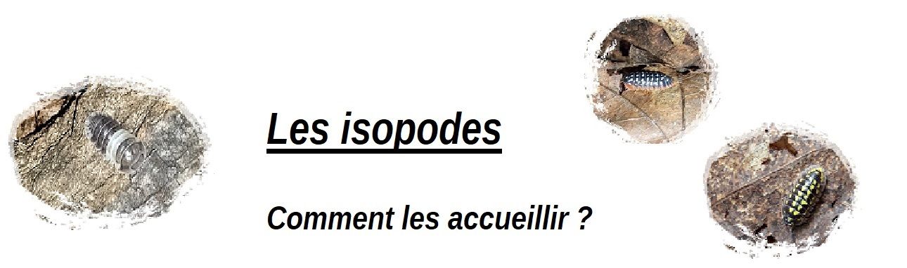 Les isopodes