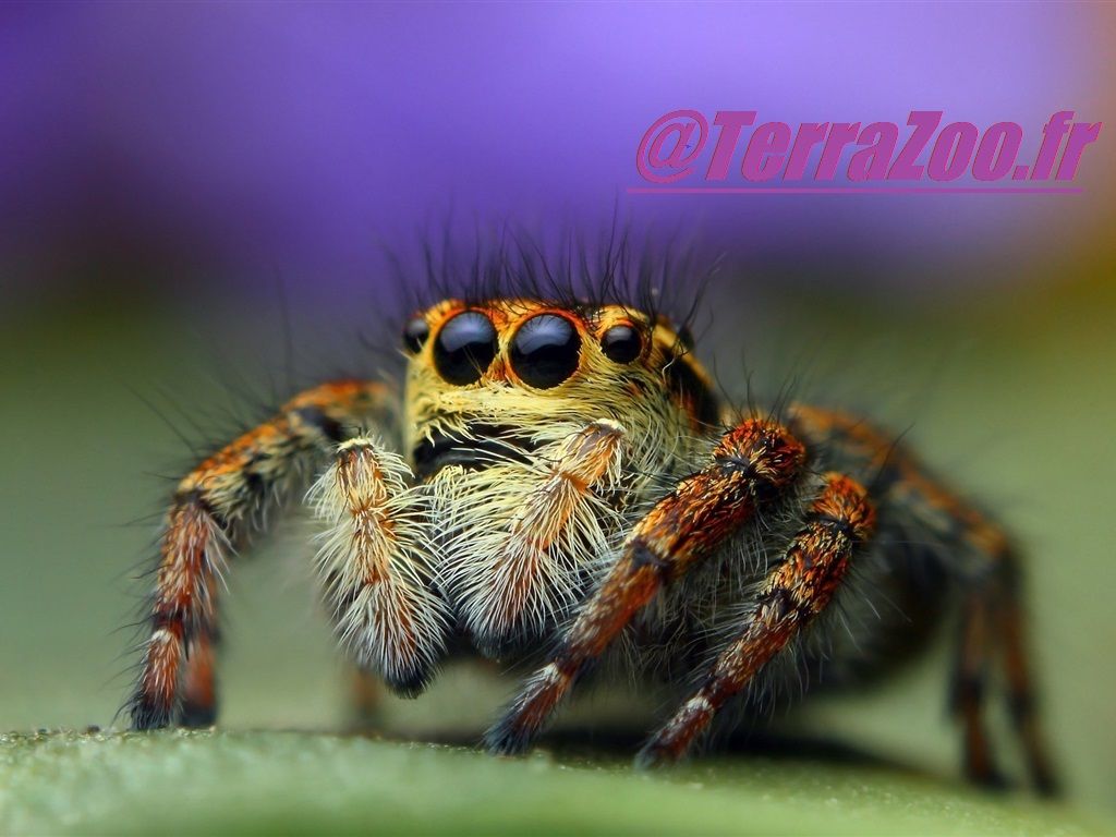 jumpingspider