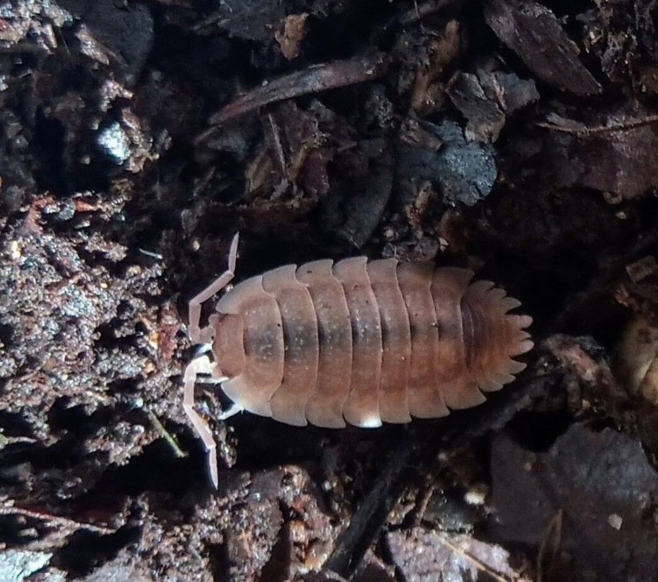 Porcellio scaber ghost